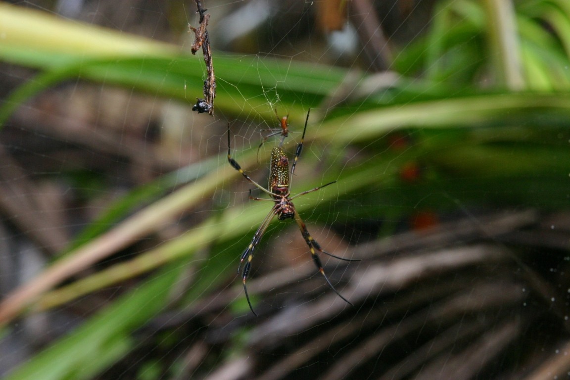 Female Golden Orb-Web Spider With Much Smaller Male, Puerto Viejo